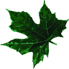Fototapeta premium maple leaf isolated on white, green leaf, ilustration green leaf