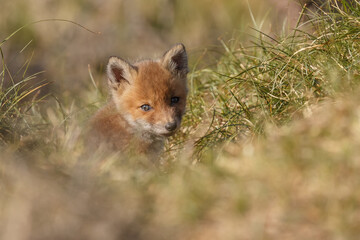Red fox cub in nature at springtime on a sunny day.
