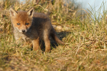 Red fox cub in nature at springtime on a sunny day.