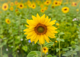 Blooming sunflower on the background of a field of flowers