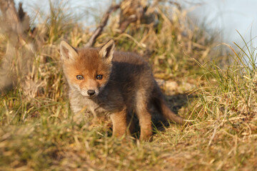 Fototapeta premium Red fox cub in nature at springtime on a sunny day.