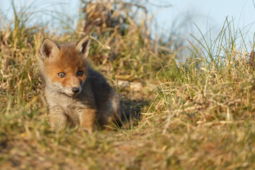 Red fox cub in nature at springtime on a sunny day.