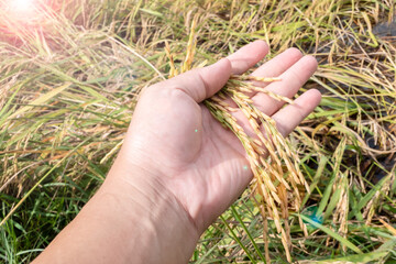 Hand that holds grain in the field.