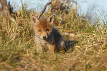 Red fox cub in nature at springtime on a sunny day.