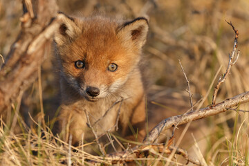 Naklejka na ściany i meble Red fox cub in nature at springtime on a sunny day.