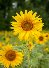 Blooming sunflower on the background of a field of flowers and a dark forest