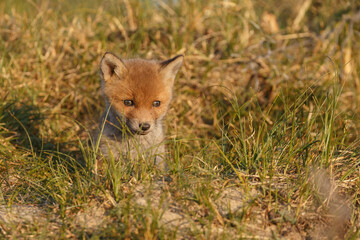 Red fox cub in nature at springtime on a sunny day.