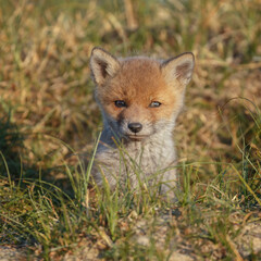 Naklejka na ściany i meble Red fox cub in nature at springtime on a sunny day.