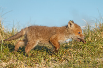 Red fox cub in nature at springtime on a sunny day.