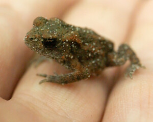 Makrofotografie von einem Frosch