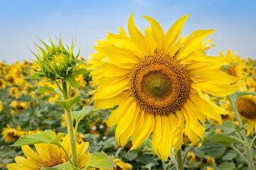 Blooming sunflower on the background of a field of flowers