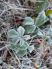 Brombeerblätter an einem frostigen Morgen