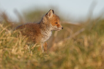 Red fox cub in nature at springtime on a sunny day.
