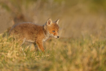 Red fox cub in nature at springtime on a sunny day.