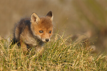 Red fox cub in nature at springtime on a sunny day.