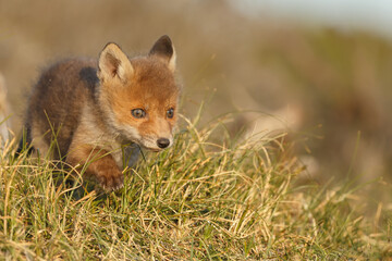 Red fox cub in nature at springtime on a sunny day.