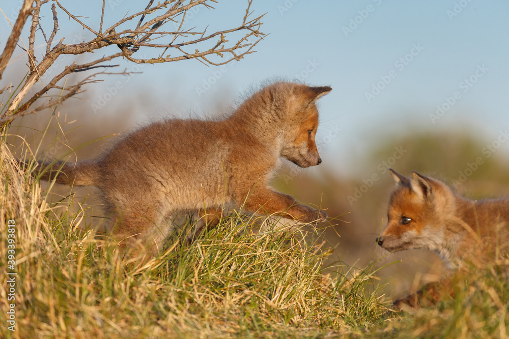 Canvas Prints red fox cub in springtime in nature.