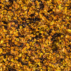 Texture of yellow leaves of golden currant is in a park in autumn. Seamless pattern
