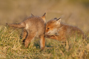 Red fox cub in springtime in nature.