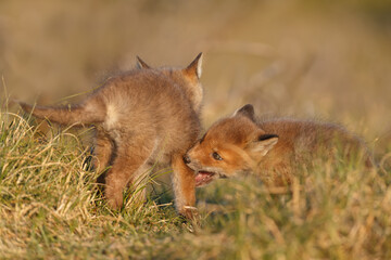 Red fox cub in springtime in nature.