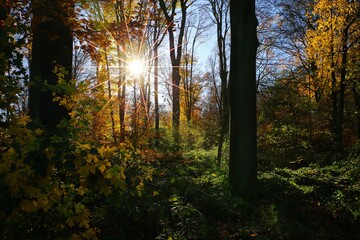 Panoramic view into german beech tree woods forest with adler ferns in autumn colors with backlight from bright evening sun, lens flare effect, Germany - Suchtelner Hohen