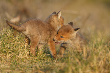 Red fox cub in springtime in nature.