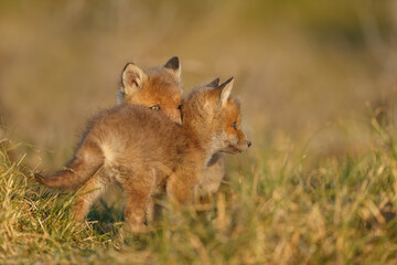 Red fox cub in springtime in nature.