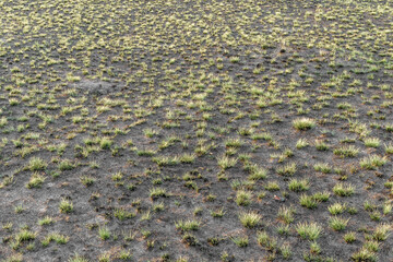Background pictures of grass in autumn sunset in the field.