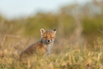 Plakat Red fox cub in springtime in nature.