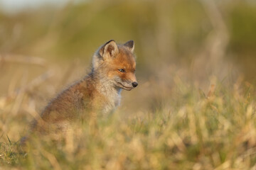 Red fox cub in springtime in nature.