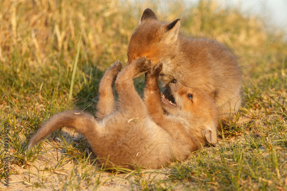Canvas Prints red fox cub in springtime in nature.