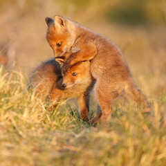 Red fox cub in springtime in nature.