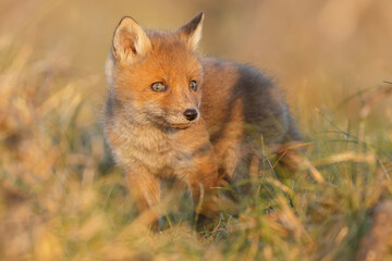 Red fox cub in springtime in nature.