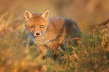 Naklejka na ściany i meble Red fox cub in springtime in nature.