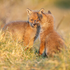 Red fox cub in springtime in nature.