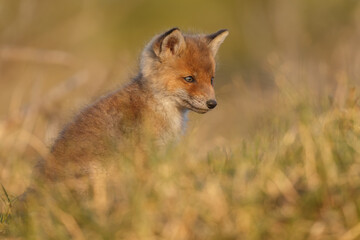Naklejka na ściany i meble Red fox cub in springtime in nature.