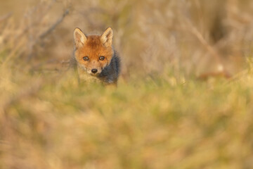 Red fox cub in springtime in nature.