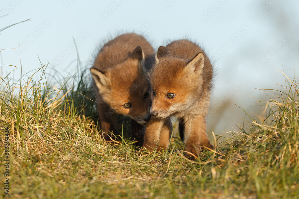 Canvas Prints red fox cub in springtime in nature.