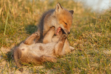 Red fox cub in springtime in nature.