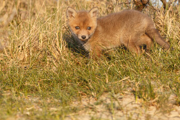 Red fox cub in springtime in nature.