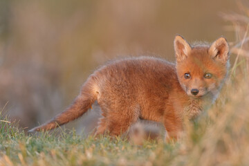 Red fox cub in springtime in nature.