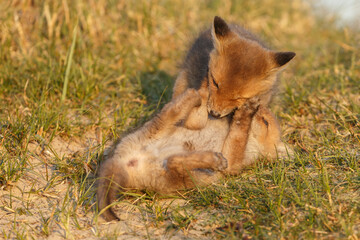 Red fox cub in springtime in nature.