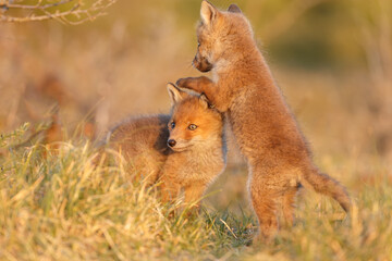 Red fox cub in springtime in nature.