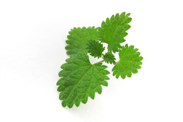 Green Bush nettle (dead-nettle) on a white isolated background