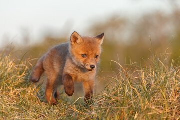 Fototapeta premium Red fox cub in springtime in nature.