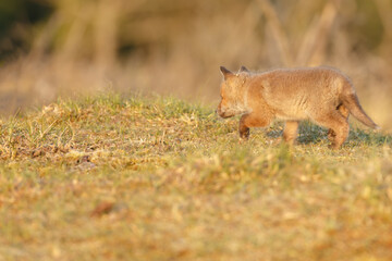 Red fox cub in springtime in nature.