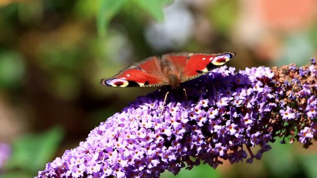Peacock butterfly on lilac flower
