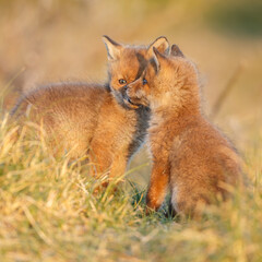 Red fox cub in springtime in nature.