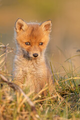 Red fox cub in springtime in nature.