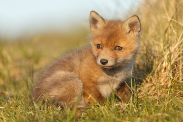 Red fox cub in springtime in nature.